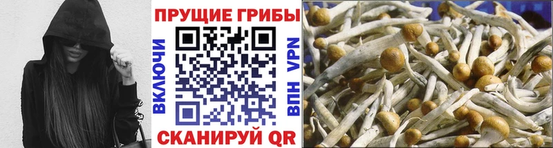 магазин  наркотиков  Весьегонск  Галлюциногенные грибы Psilocybine cubensis 